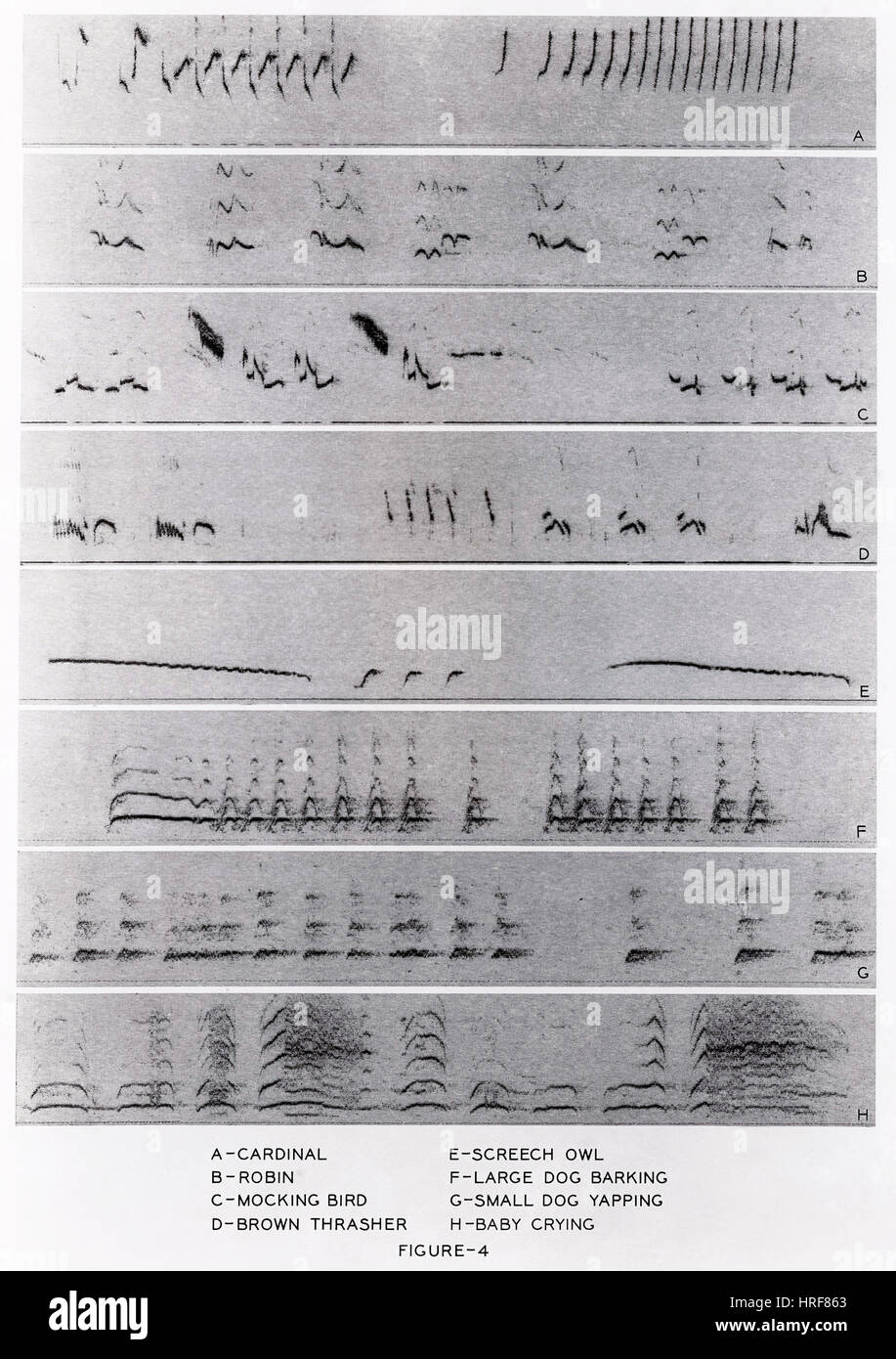 Spettrogrammi audio Foto Stock