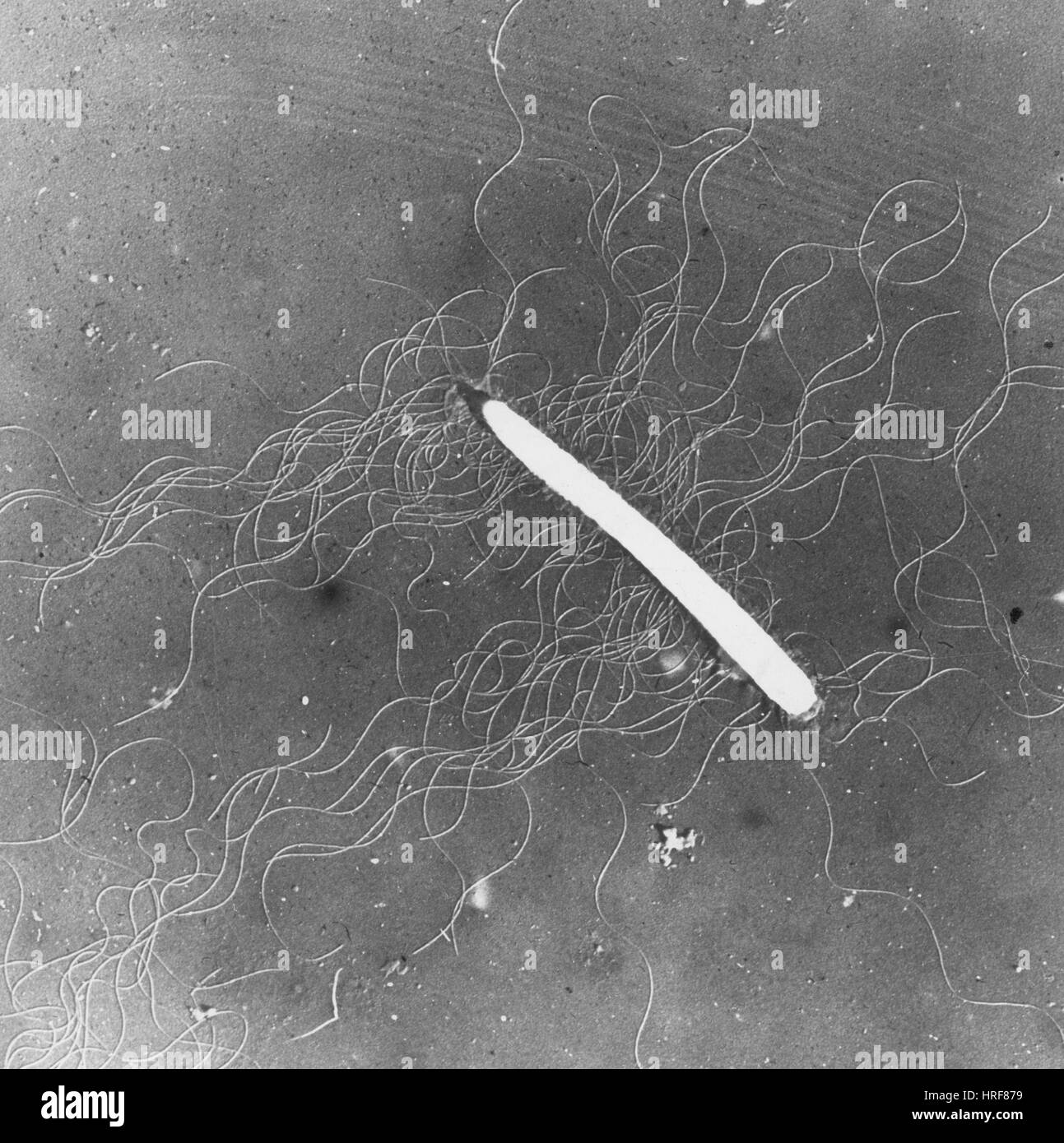 Proteus vulgaris batteri, TEM Foto Stock