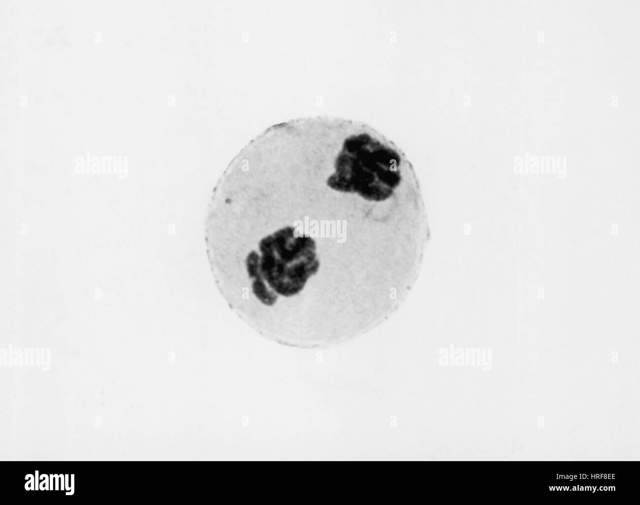 Anaphase di mitosi nelle cellule Trillium Foto Stock