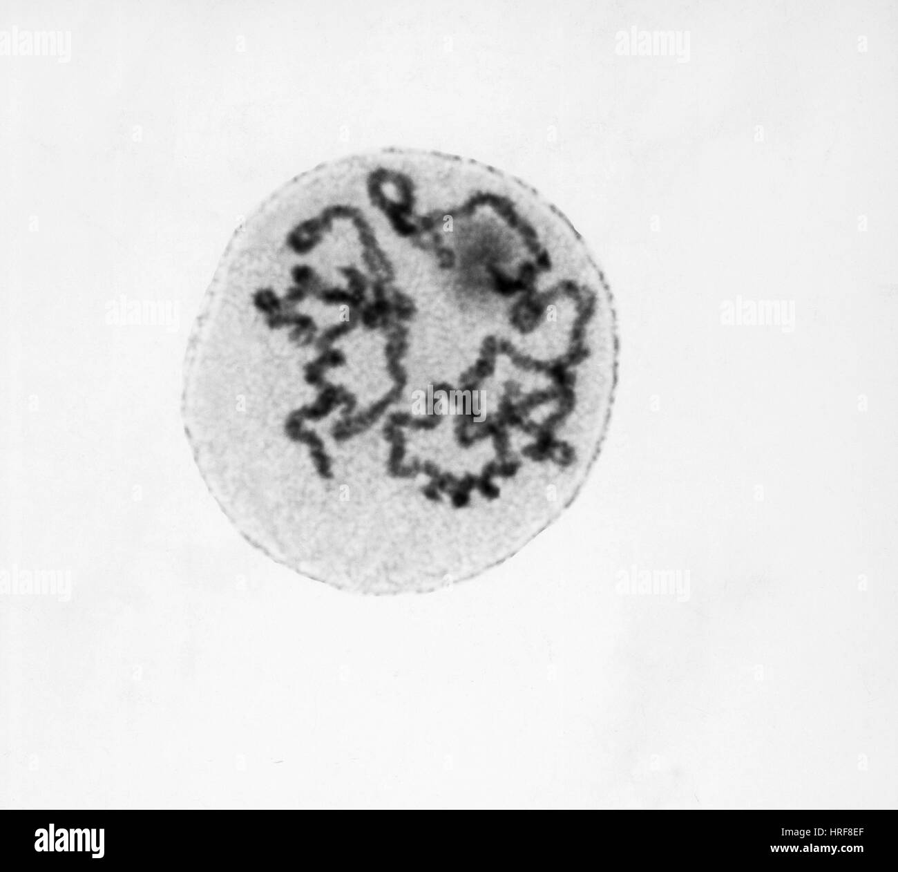 Prophase di mitosi nelle cellule Trillium Foto Stock