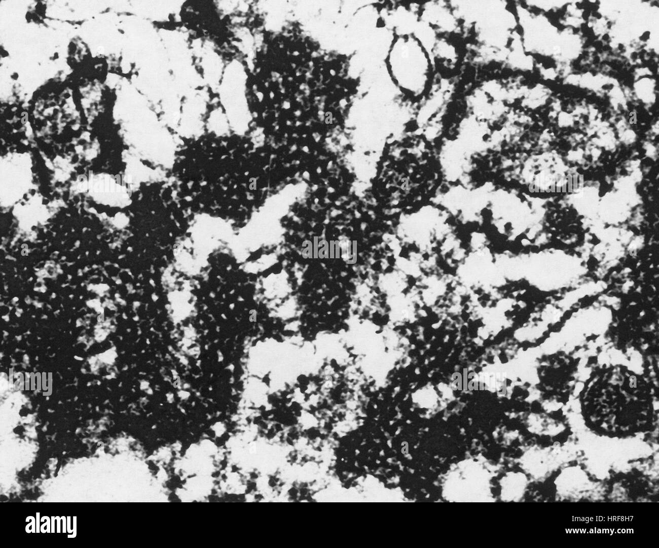 Afta epizootica Foto Stock