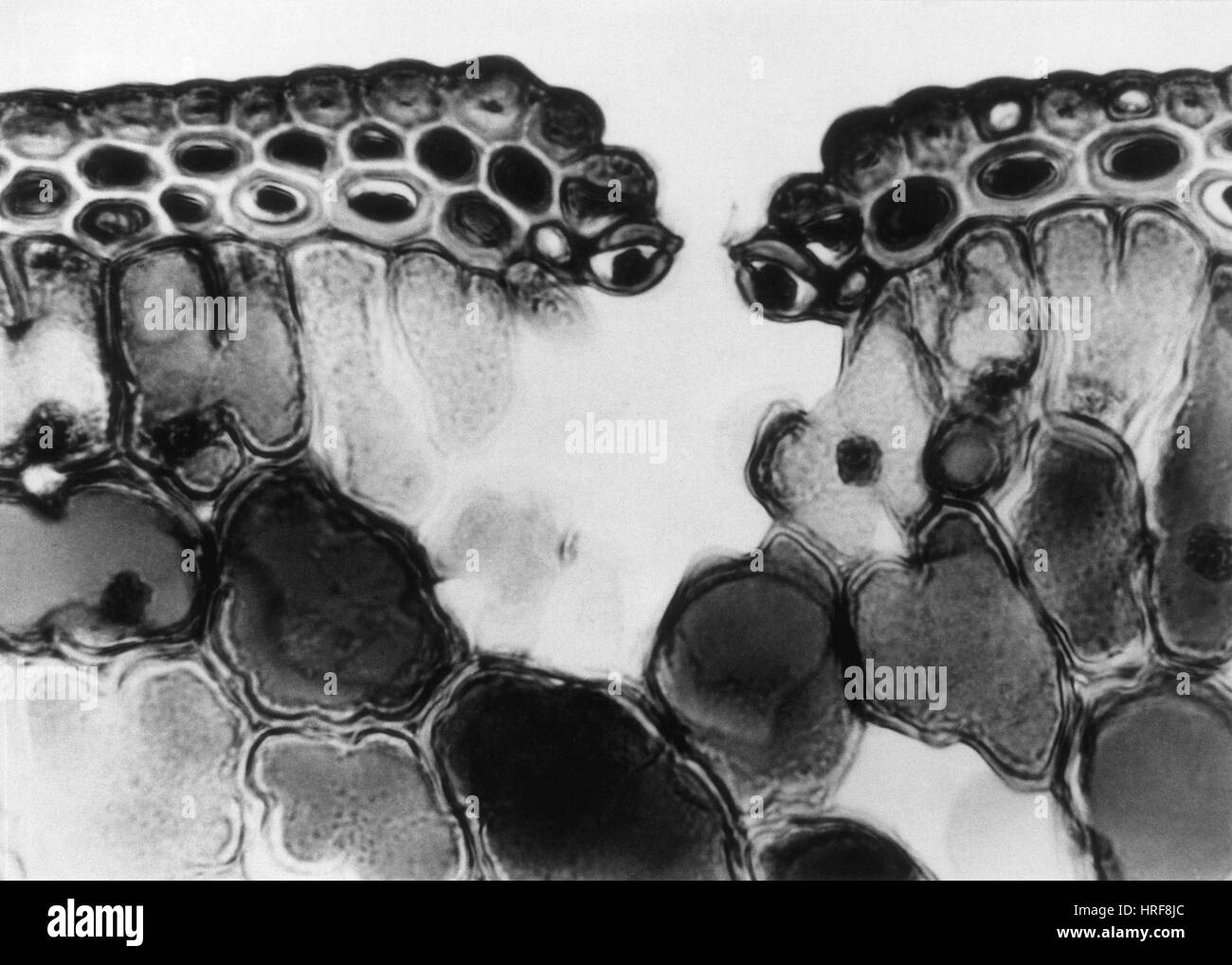 Cuticola e le cellule epidermiche di foglia di pino, LM Foto Stock