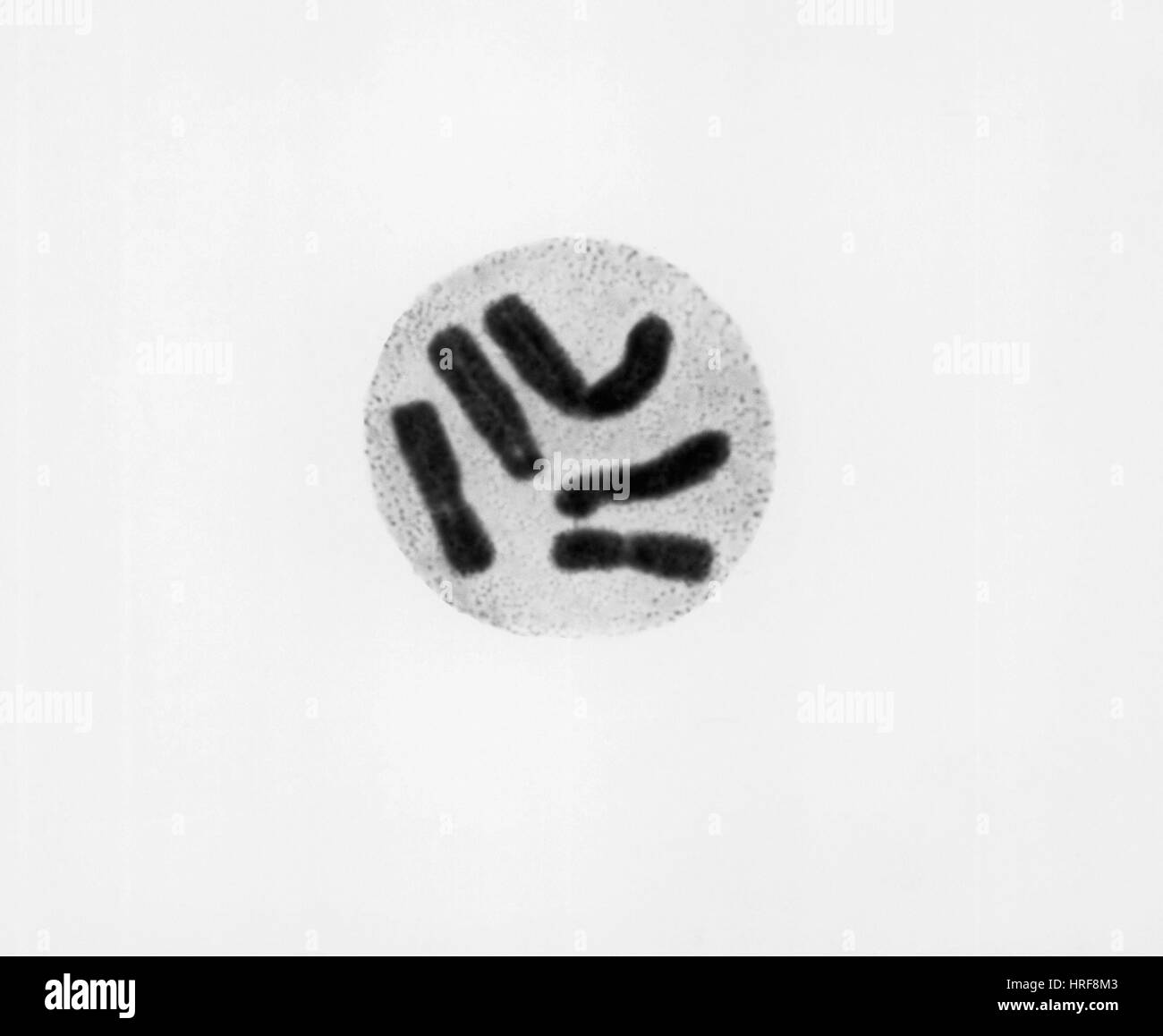 In metafase Trillium erectum Foto Stock