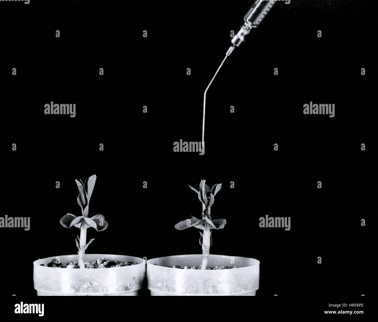 Il segnale di PEA in piante coltivate con acido gibberellico Foto Stock