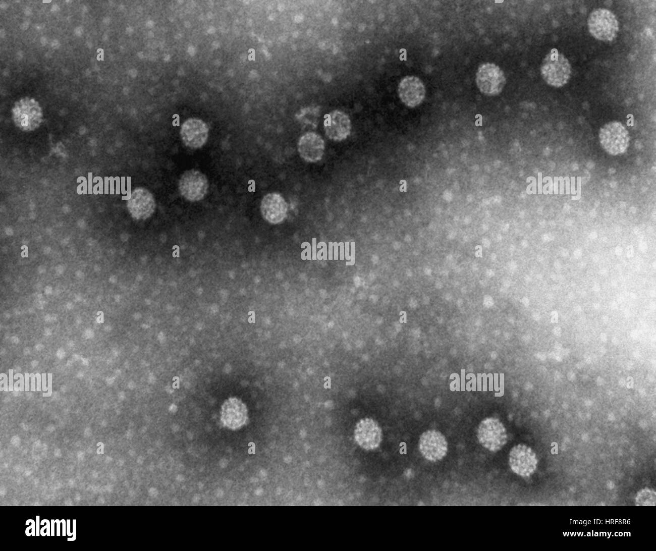 Polyoma Virus Foto Stock