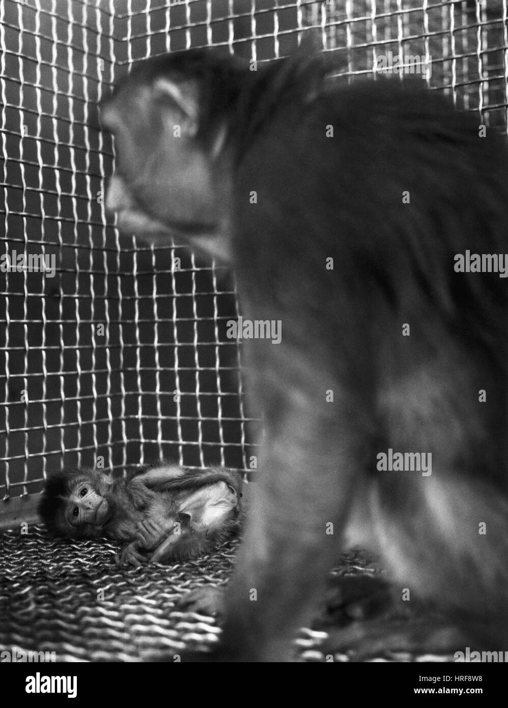 La sperimentazione animale, privazione materna Foto Stock