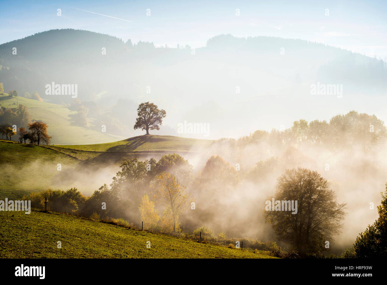 Solitaria, Quercia farnia (Quercus robur) in autunno la nebbia, Freiburg im Breisgau, Foresta Nera, Baden-Württemberg, Germania Foto Stock