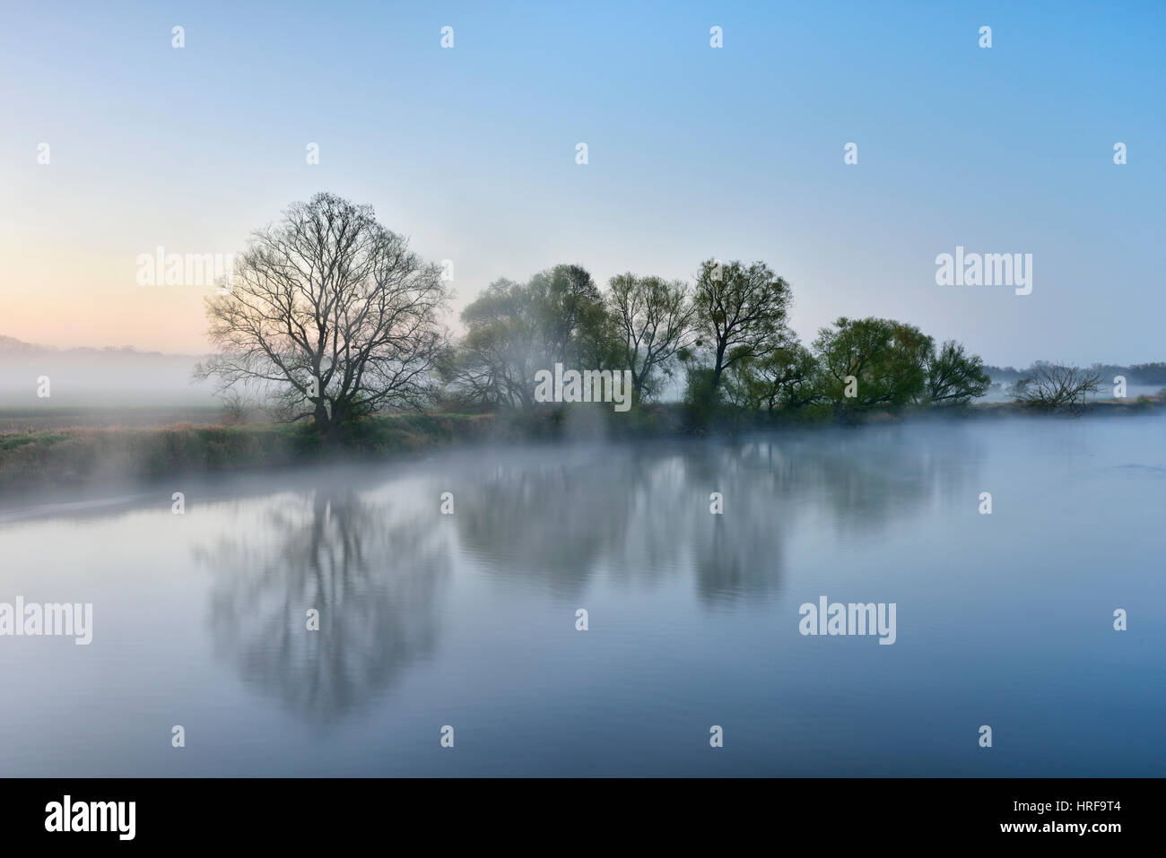 Alberi nella nebbia sulla riva all'alba, fiume trogolo, Riserva della Biosfera dell'Elba centrale, Dessau, Sassonia-Anhalt, Germania Foto Stock
