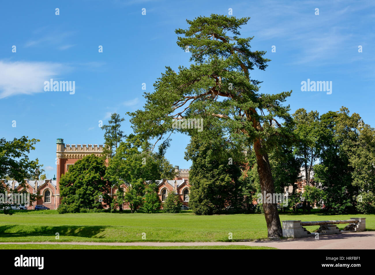 Peterhof, bellissimo albero nel secolare parco Alessandria Foto Stock