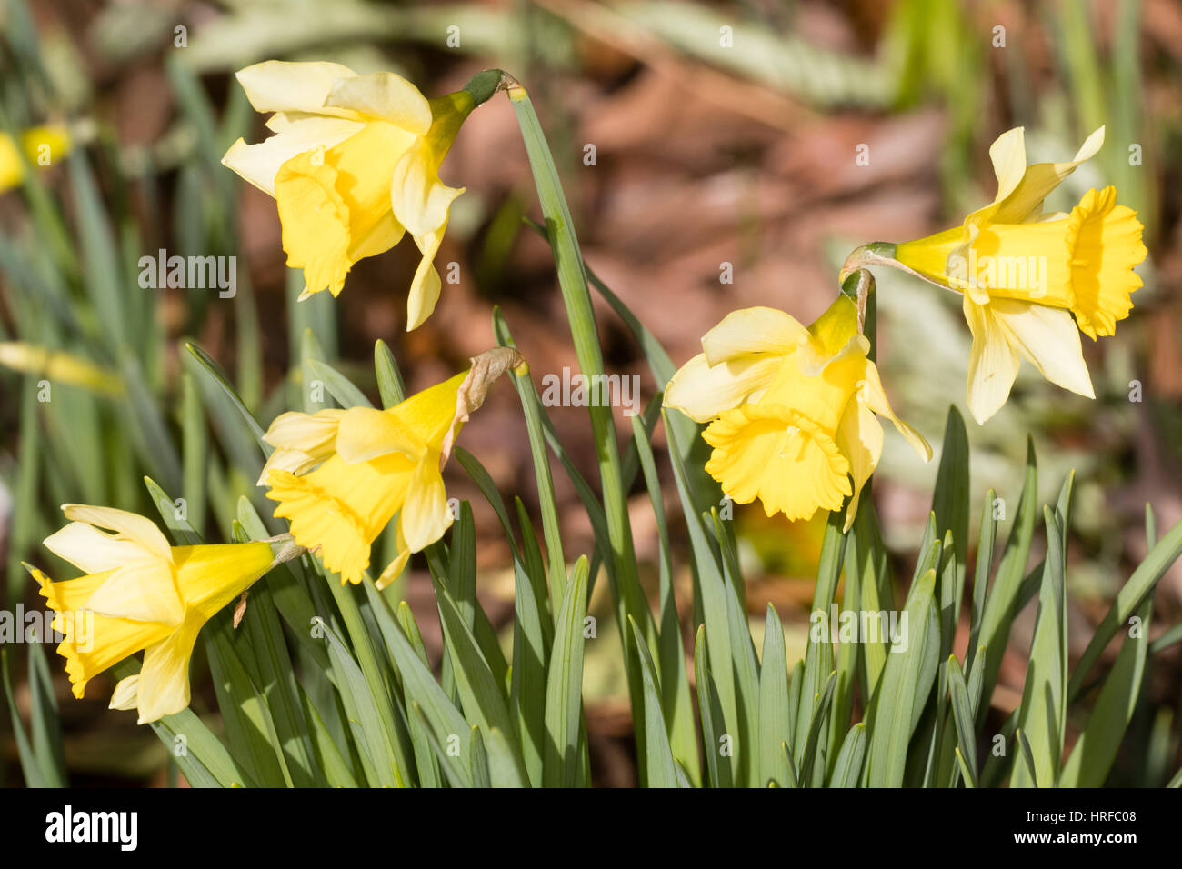 Fioritura precoce trombe giallo della Quaresima Lily, Narcissus pseudonarcissus, un regno unito daffodil nativo Foto Stock