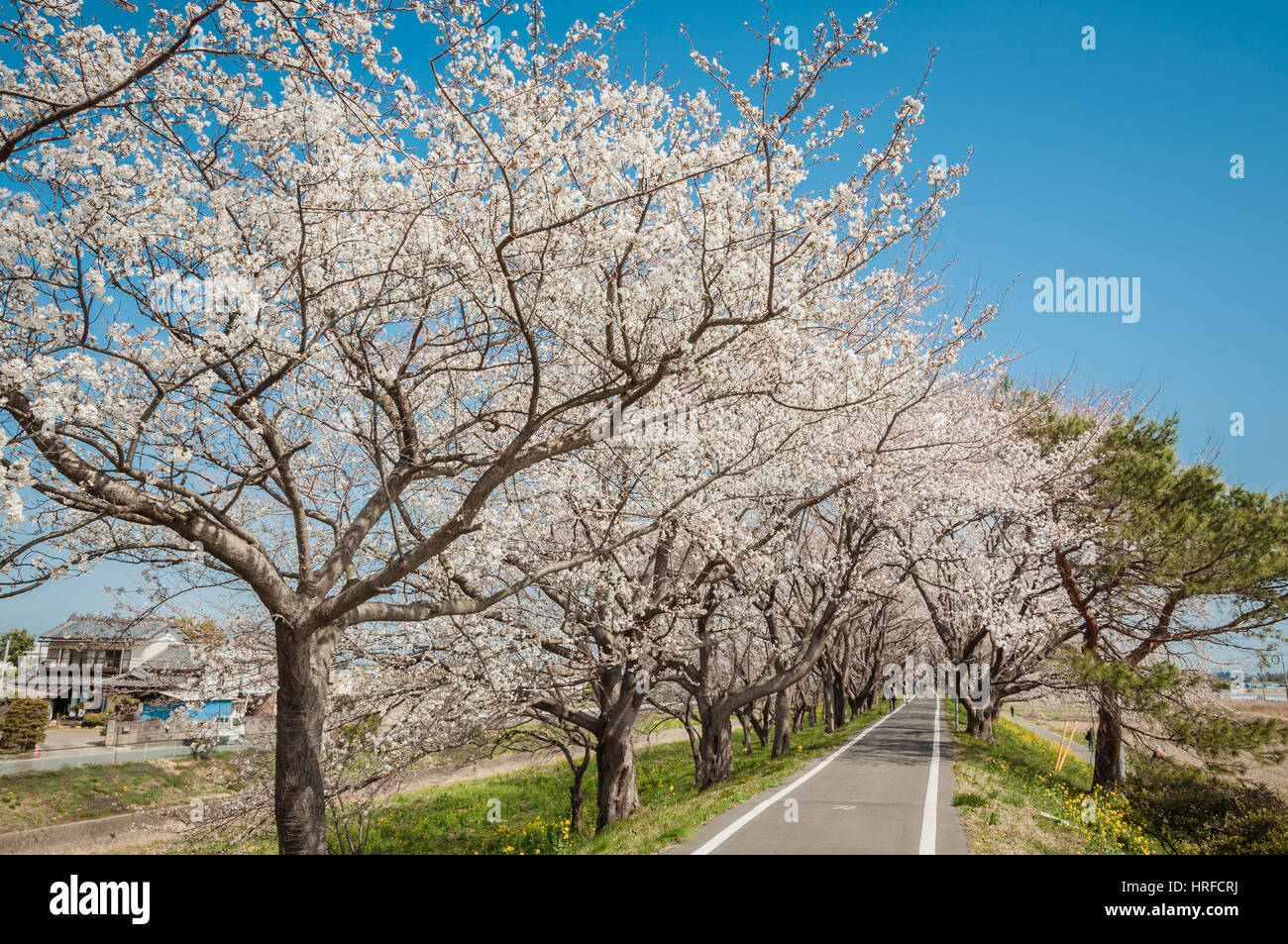 Saitama, Giappone - 23 Marzo 2013: il parco pubblico nella prefettura di Saitama con splendida fioritura di ciliegio avenue e persone distanti Foto Stock