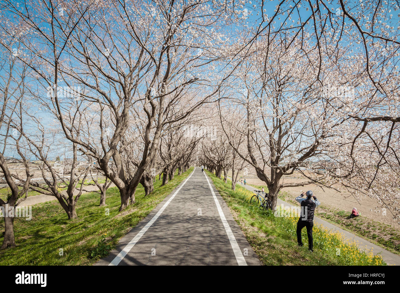 Saitama, Giappone - 23 Marzo 2013: il parco pubblico nella prefettura di Saitama con splendida fioritura di ciliegio avenue e persone distanti Foto Stock