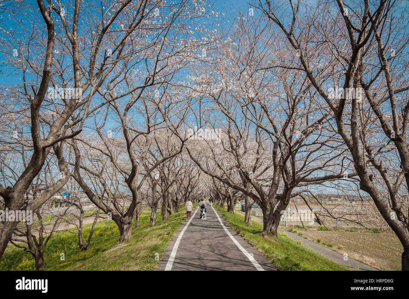 Saitama, Giappone - 23 Marzo 2013: il parco pubblico nella prefettura di Saitama con splendida fioritura di ciliegio avenue e persone distanti Foto Stock