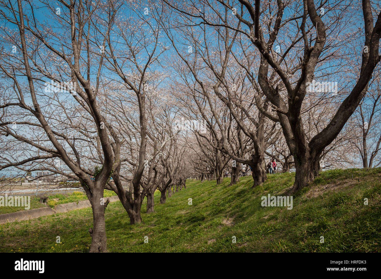 Saitama, Giappone - 23 Marzo 2013: il parco pubblico nella prefettura di Saitama con splendida fioritura di ciliegio avenue e persone distanti Foto Stock