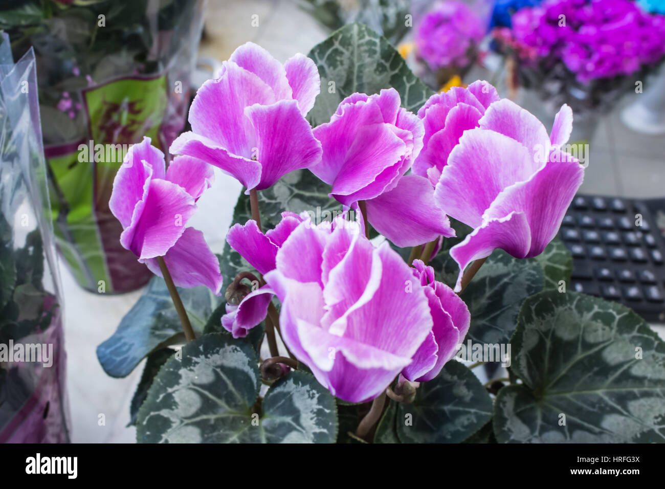 Ciclamino Rosa fiore bellissimo magic closeup fiori Foto Stock