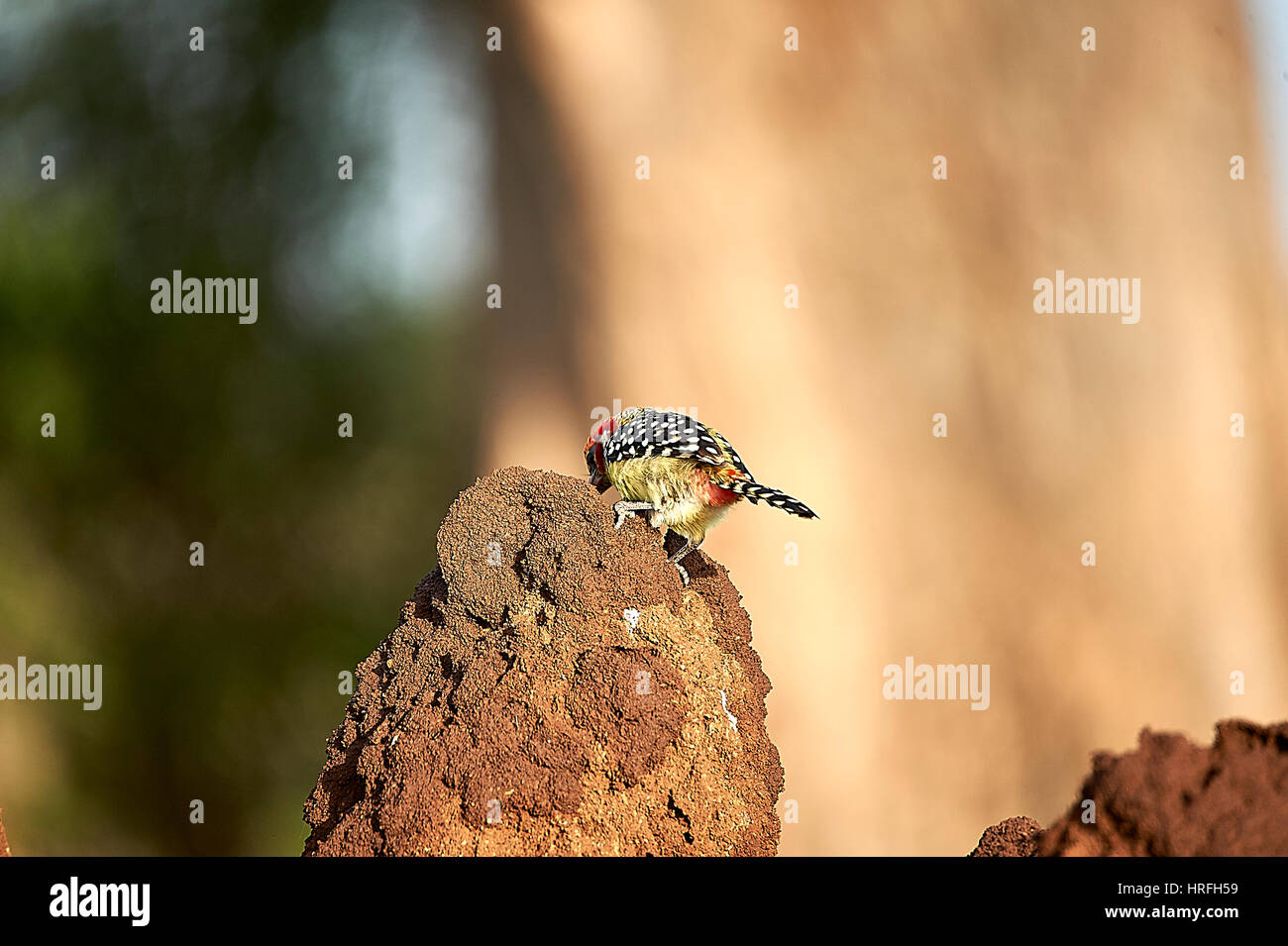 Rosso e giallo Barbet su un termite mount, ricerca di insetti Foto Stock