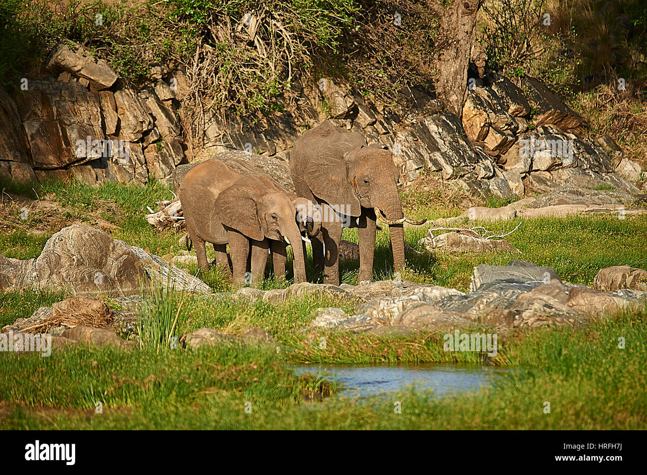 Gli elefanti di bere a Tarangire River, Tanzania Foto Stock