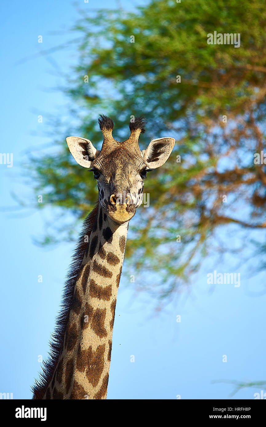 Ritratto di Maasai Giraffe Foto Stock
