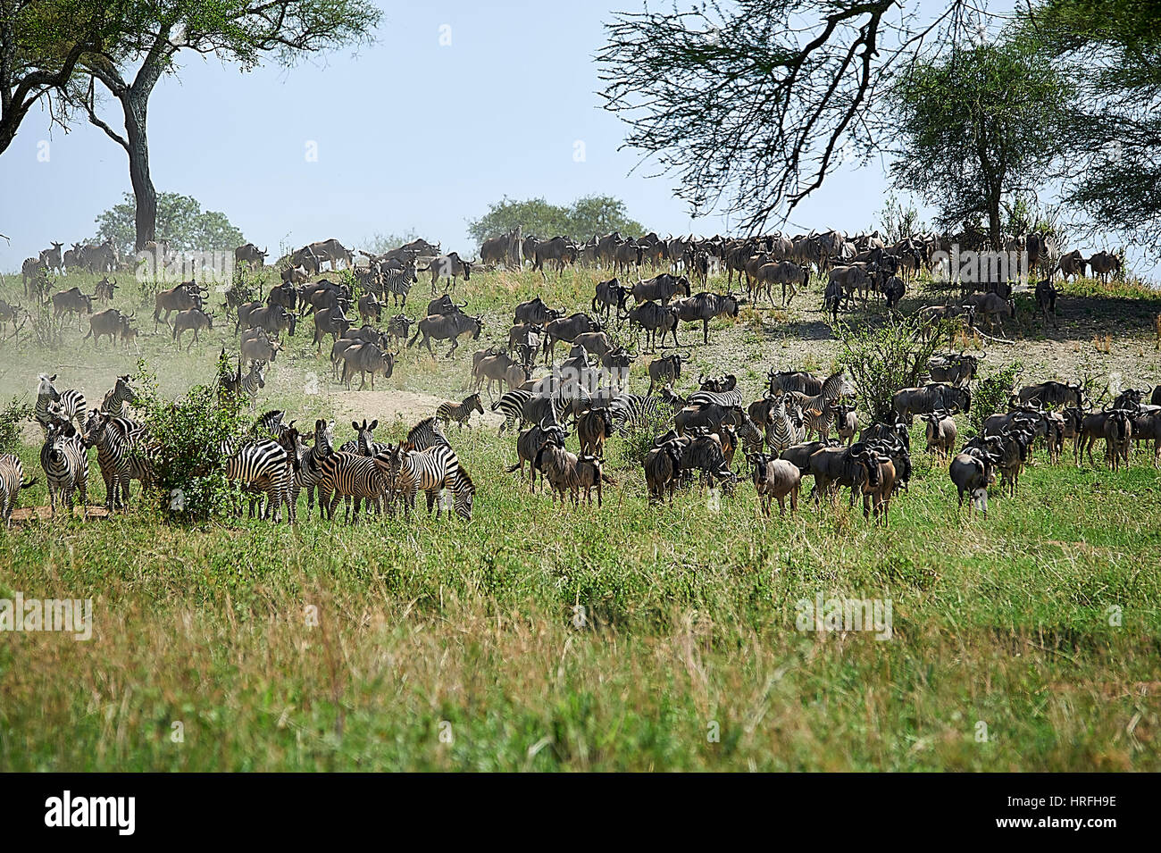 Piccoli gruppi di gnu e zebre migrazione entro il Parco Nazionale di Tarangire e (Tanzania) Foto Stock