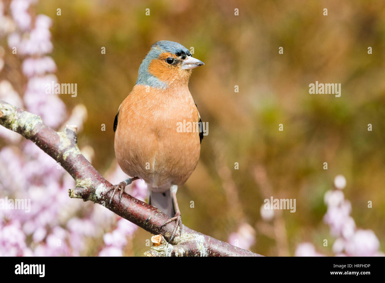 Chaffnch maschio nel tardo inverno sunshine Foto Stock