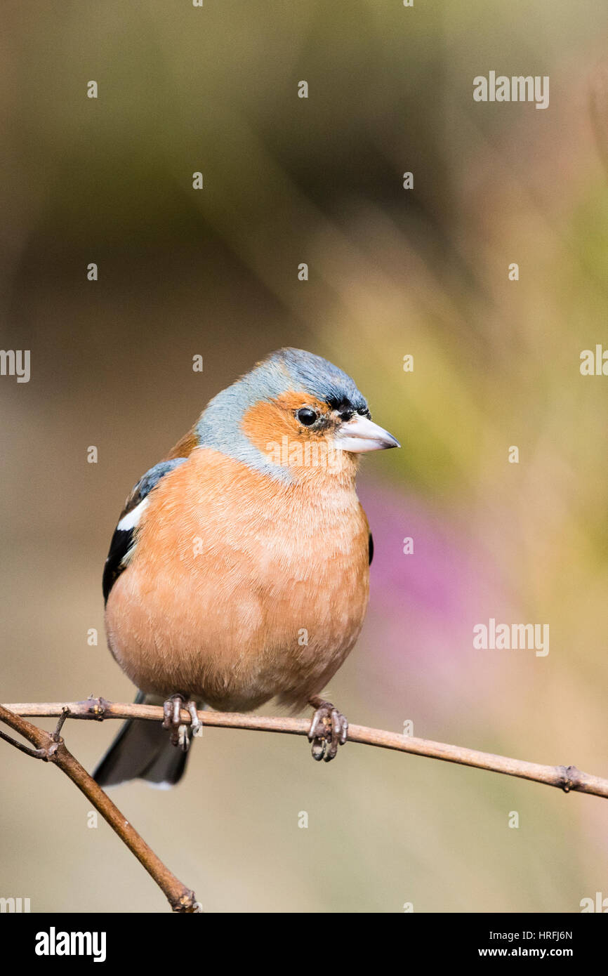 Chaffnch maschio nel tardo inverno sunshine Foto Stock