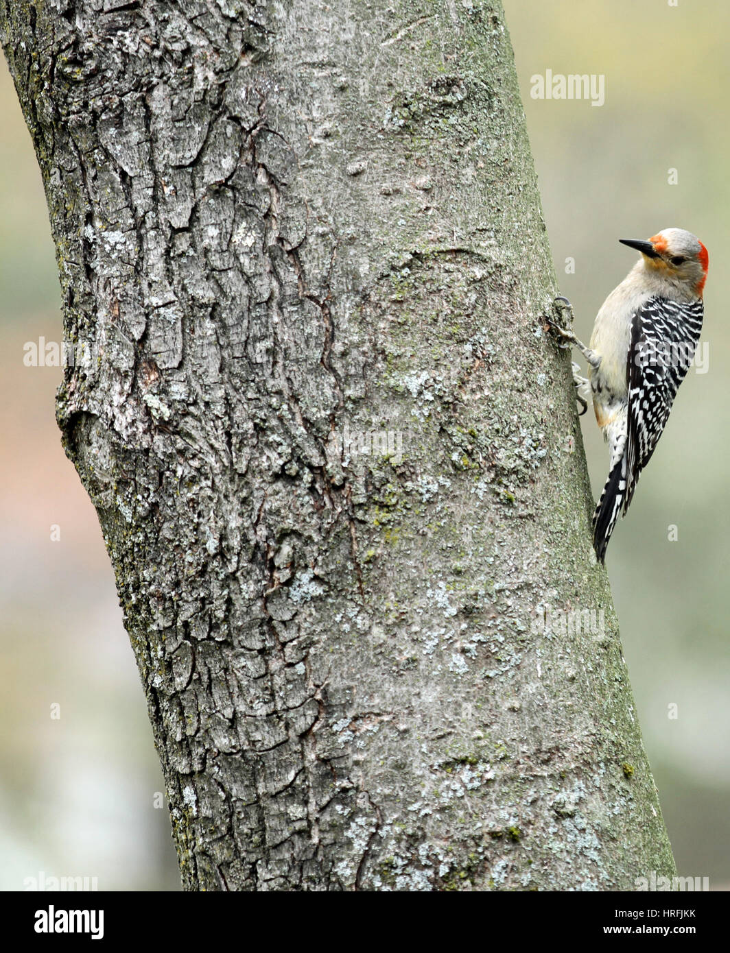 Una femmina rosso-picchio panciuto (Melanerpes carolinus) appollaiate sul tronco di un albero di acero Foto Stock