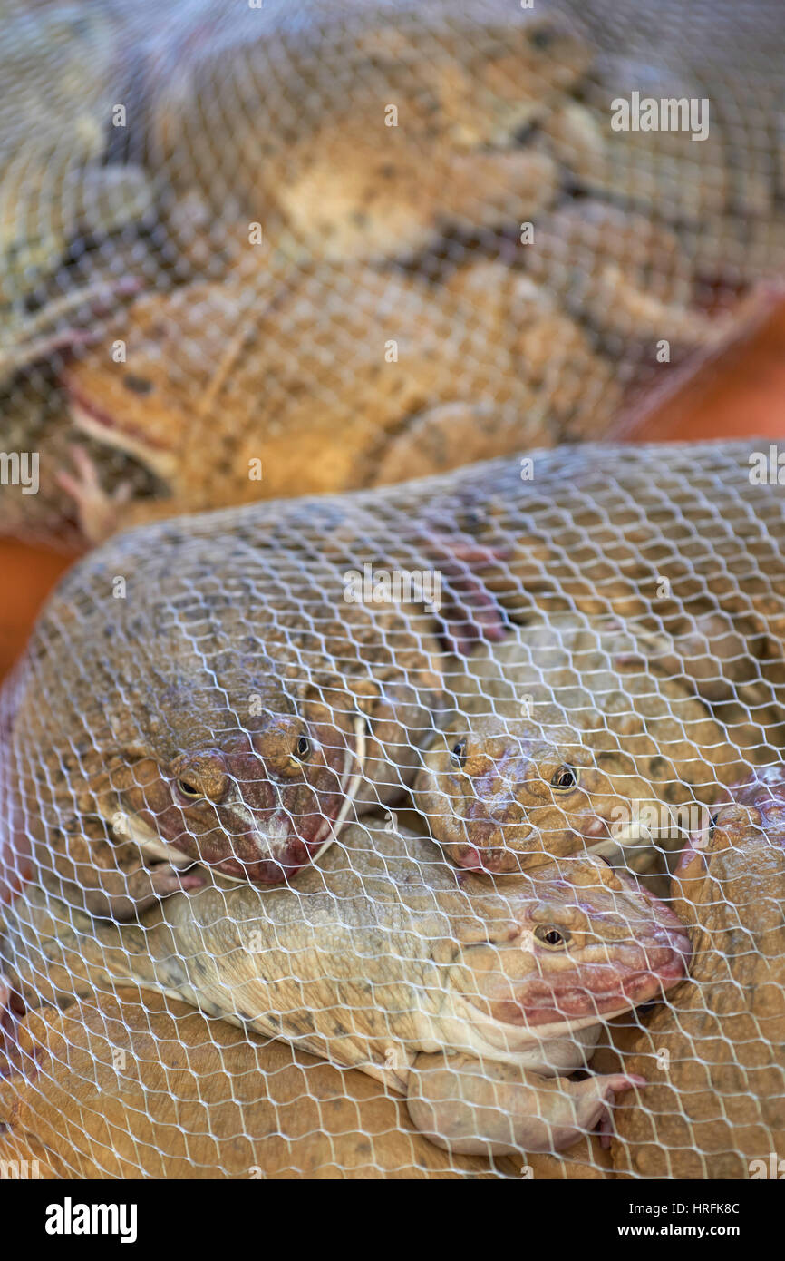 Vivono rane tailandesi per la vendita, catturati in un net - cinese rane commestibili o est asiatico (bullfrogs Hoplobatrachus rugulosus) -Khlong Toei Pier Mercato, Bangkok Foto Stock