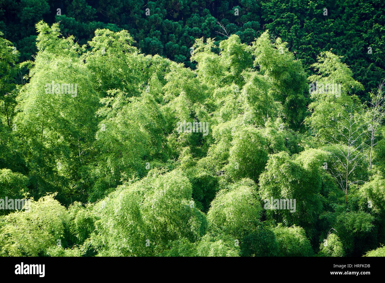Foresta di Bamboo nelle Alpi giapponesi lungo il sentiero Nakasendo - vista da sopra Foto Stock