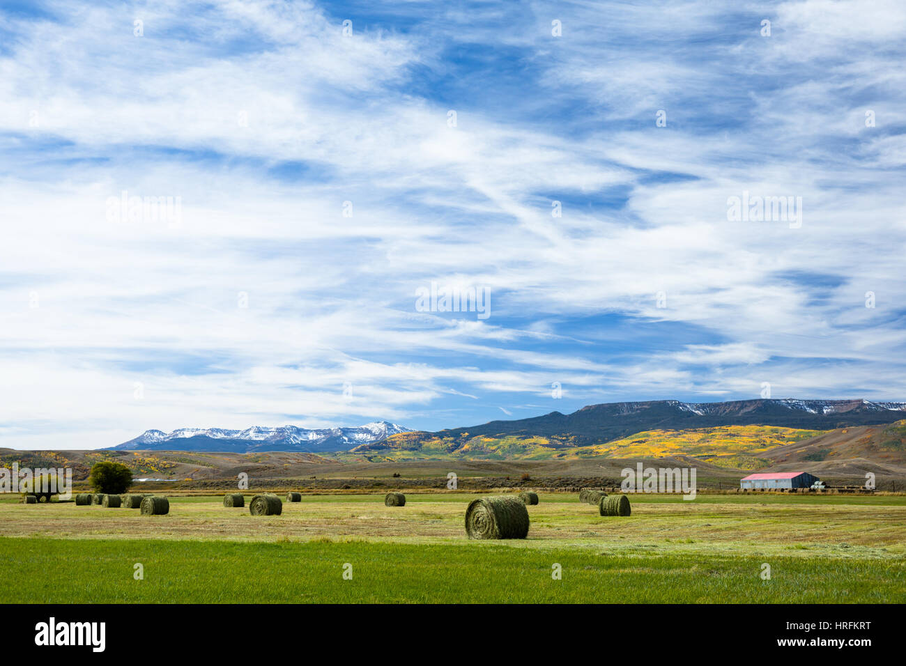 Rotondo grande balle hale allineate in un campo dopo essere stati raccolti in Colorado. Gli alberi su una montagna in background sono virava al giallo e la neve ha du Foto Stock