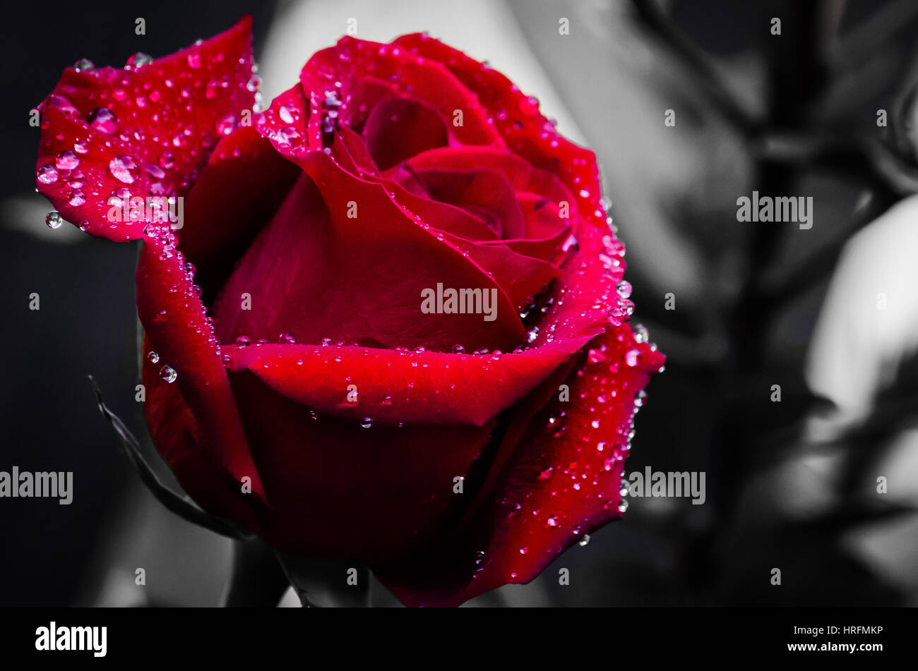 Rose rosse Foto Stock