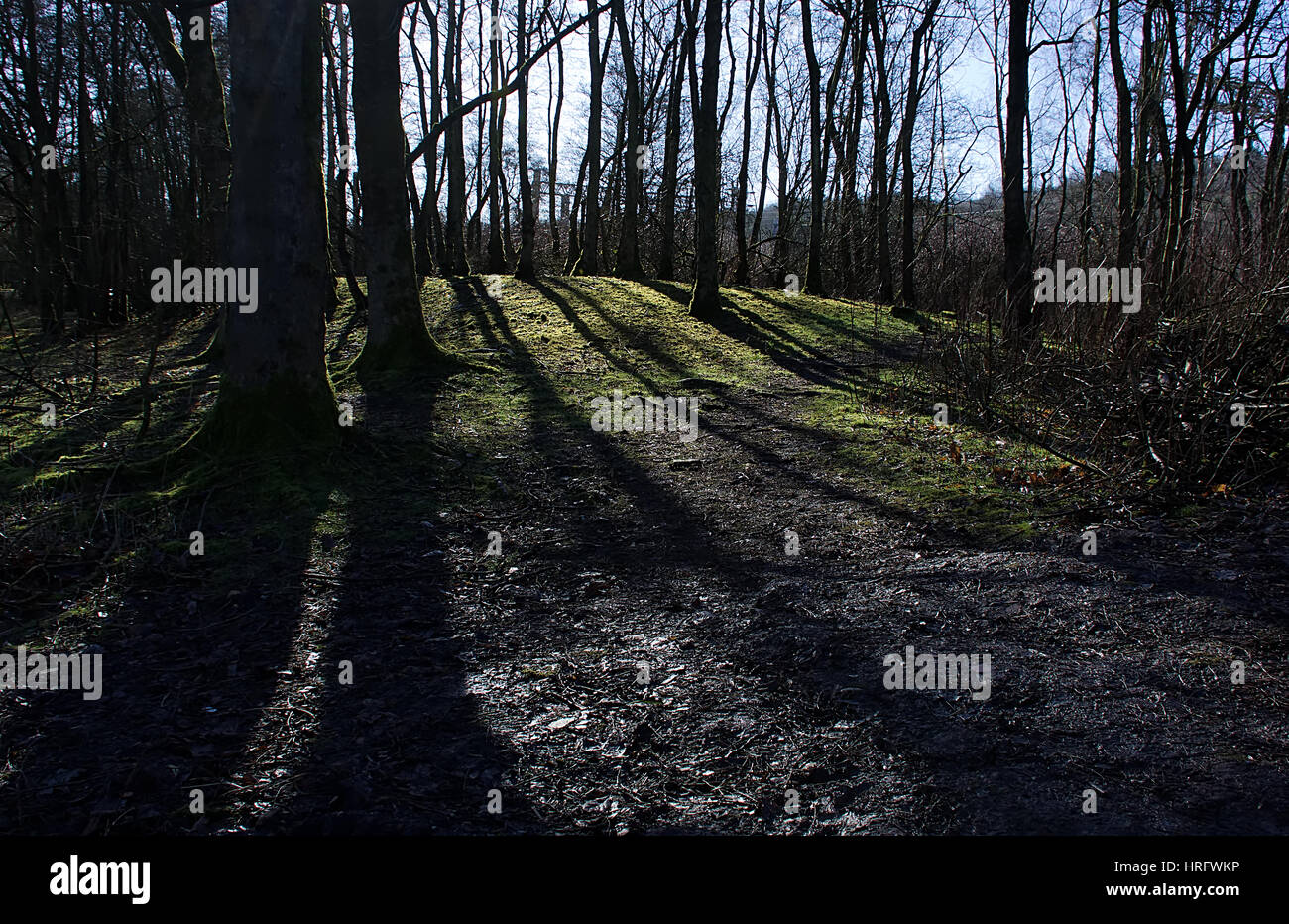 Inizio della primavera foresta con bellissimi fasci di luce toccando forest floor e lunghe ombre ad albero,bosco vicino a Westport lago,Stoke on Trent, Staffordshire, Regno Unito. Foto Stock