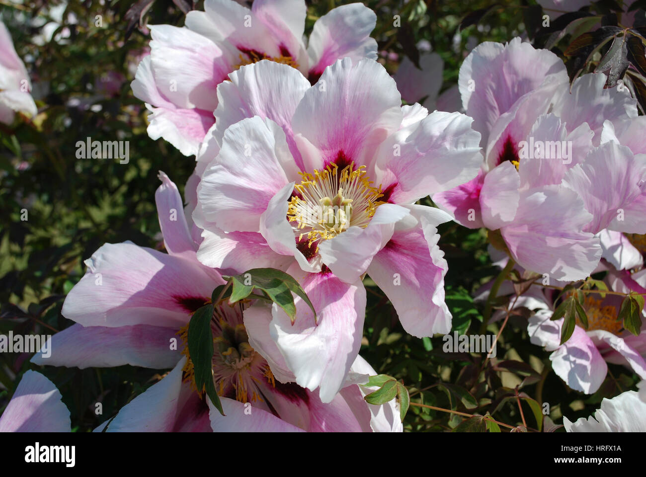 Rocce peonia (come noto Paeonia rockii) o albero Peonia è una specie legnosa della peonia che è stato chiamato dopo Giuseppe Rock. Foto Stock