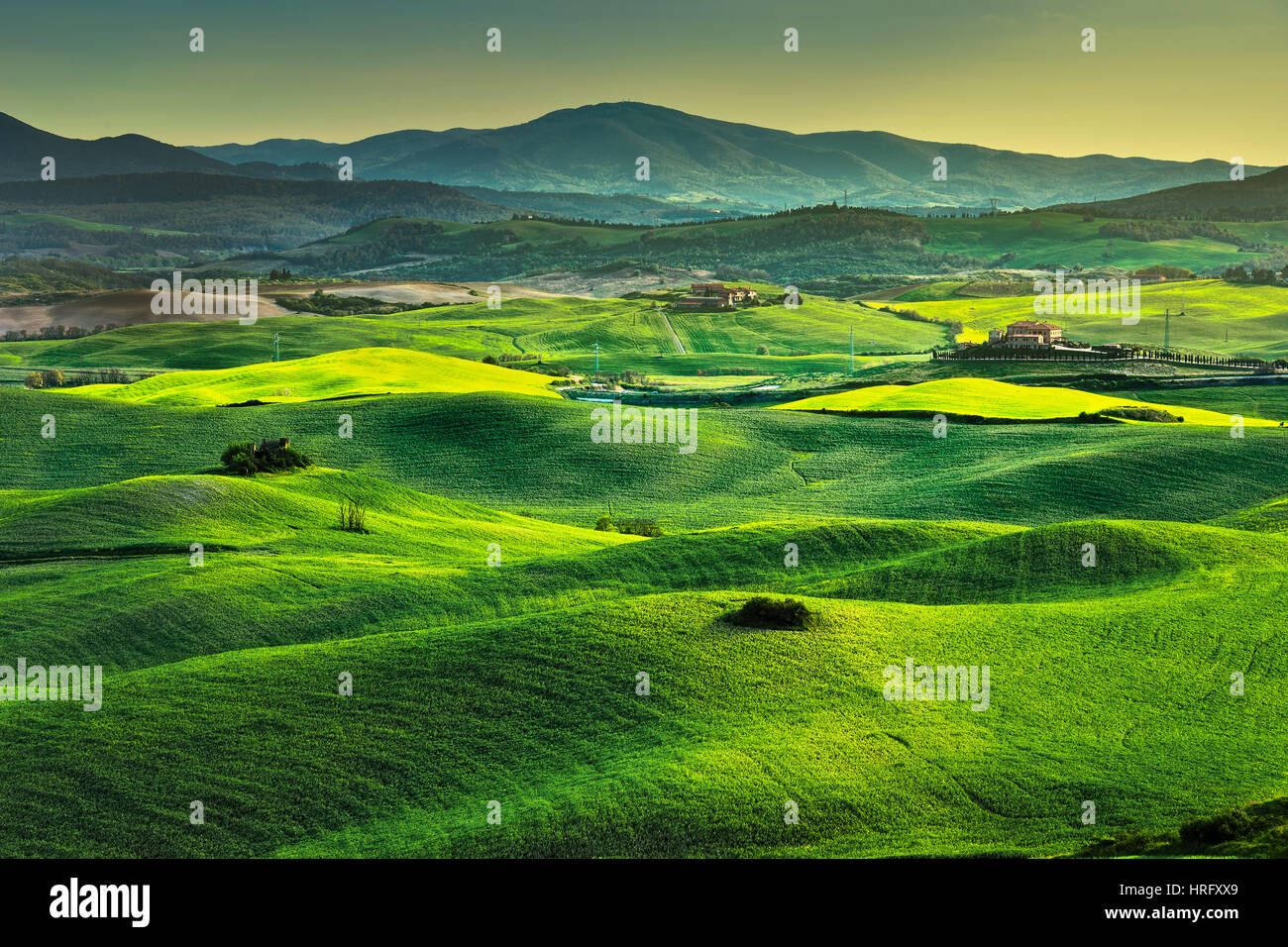 Molla di Toscana, colline sul tramonto. Volterra paesaggio rurale. Campi verdi e terreni agricoli. L'Italia, Europa Foto Stock