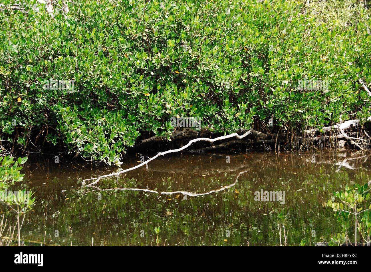 Ding Darling park a Sanibel Island in Florida Foto Stock