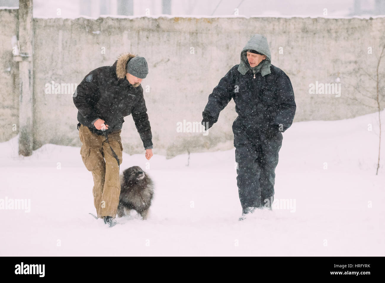 Gomel, Bielorussia - Gennaio 8, 2017: due uomini è impegnato nella formazione del cane. Keeshond Dog giocare all'aperto nella neve stagione invernale. Foto Stock