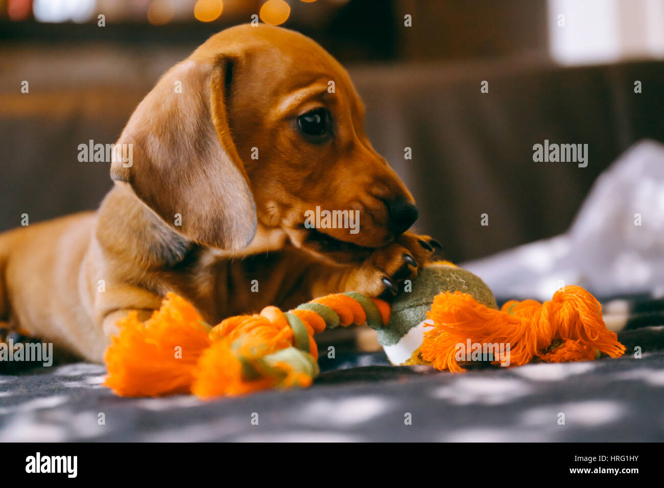 8 settimane vecchio marrone liscio bassotto cucciolo giocare con un giocattolo su una coperta di nero con zampe stampa. Foto Stock