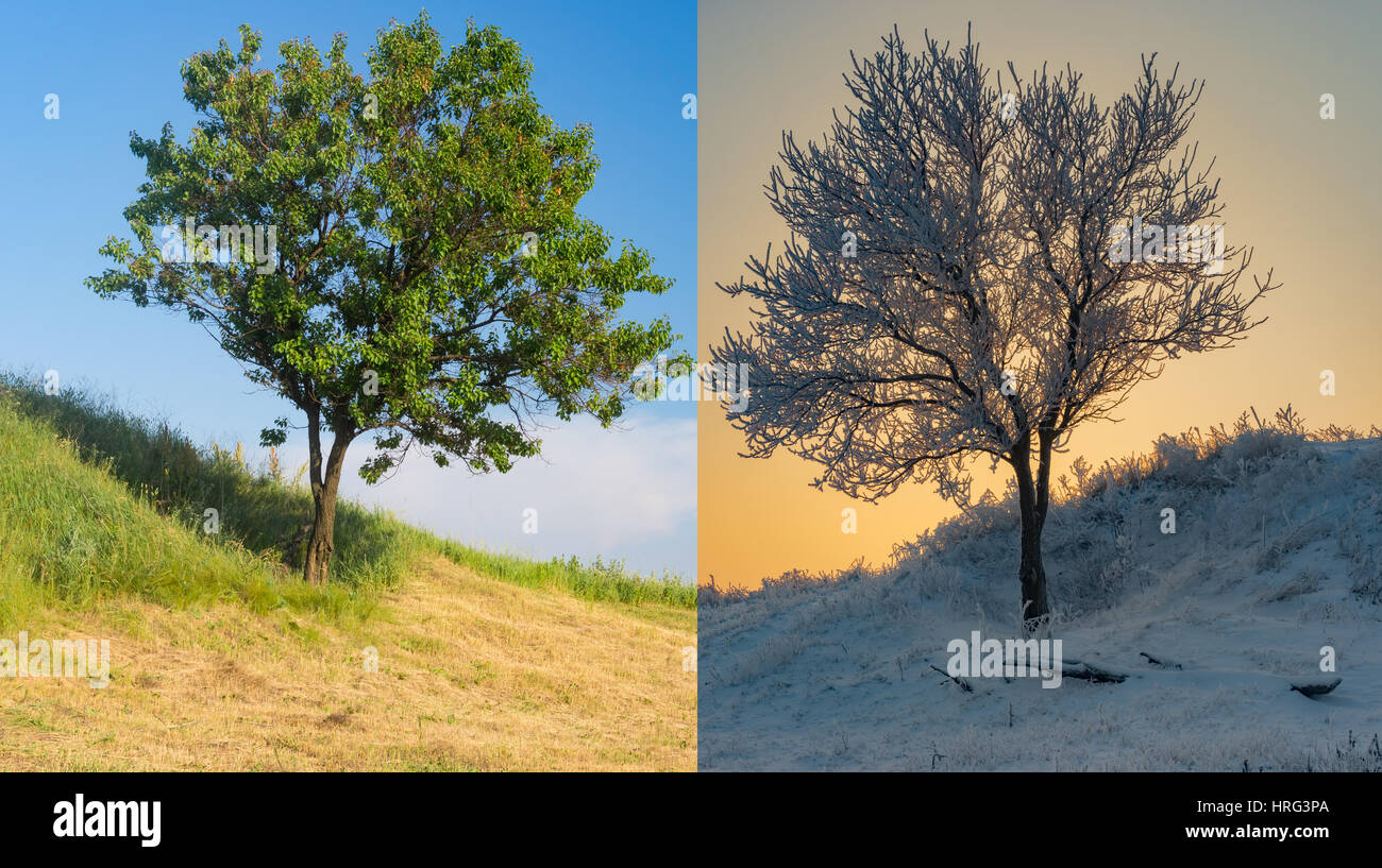 Albero di albicocche su una collina in due opposte stagione - estate ed inverno Foto Stock