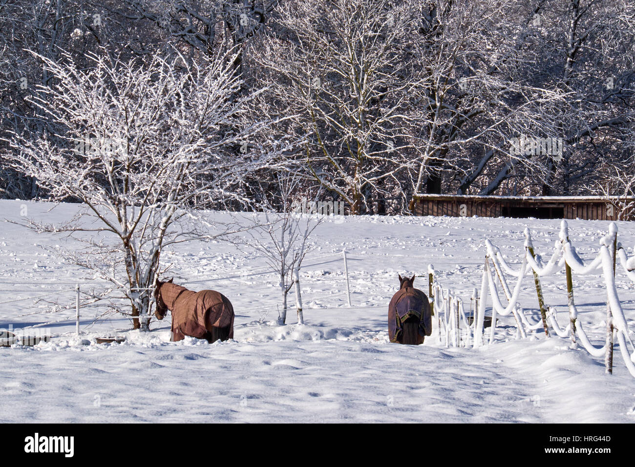 Due cavalli con coperte in piedi in alta neve appena caduta in una giornata di sole Foto Stock