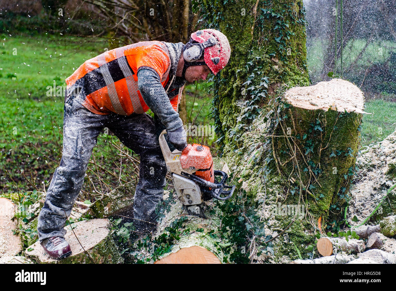 Struttura professionale chirurgo taglia verso il basso un albero marcio in un giardino interno utilizzando una motosega in Ballydehob, West Cork, Irlanda. Foto Stock