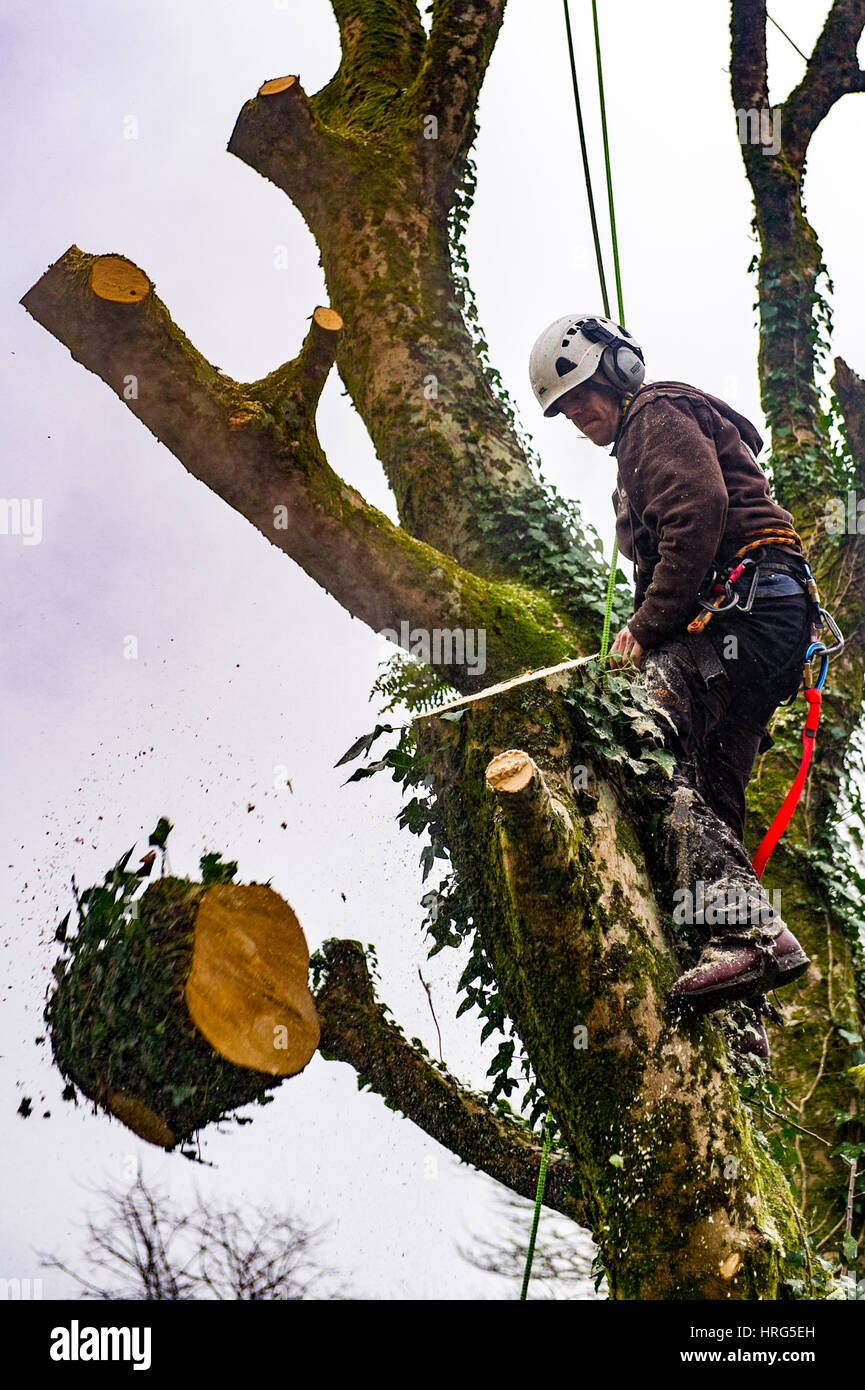 Struttura professionale chirurgo taglia verso il basso un albero marcio in un giardino interno utilizzando una motosega in Ballydehob, West Cork, Irlanda. Foto Stock