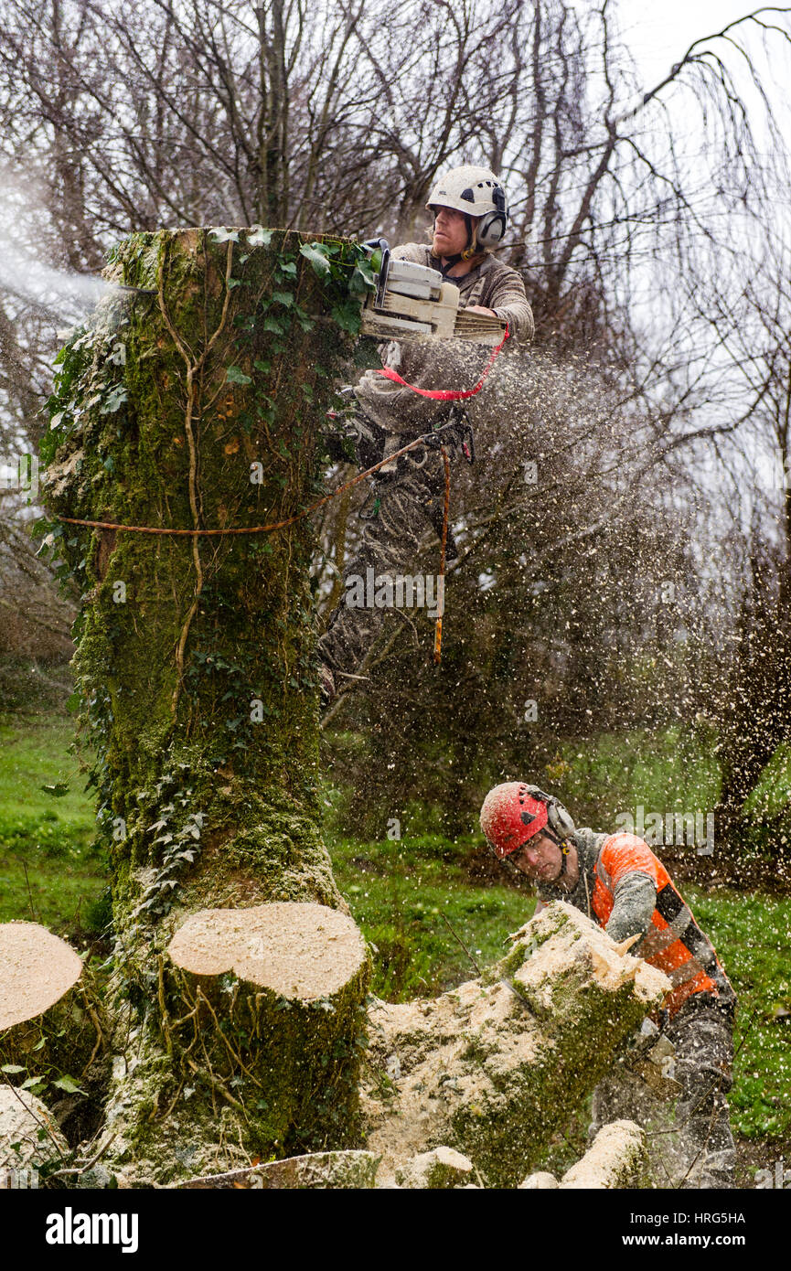 Struttura professionale chirurgo taglia verso il basso un albero marcio in un giardino interno in Ballydehob, West Cork, Irlanda. Foto Stock