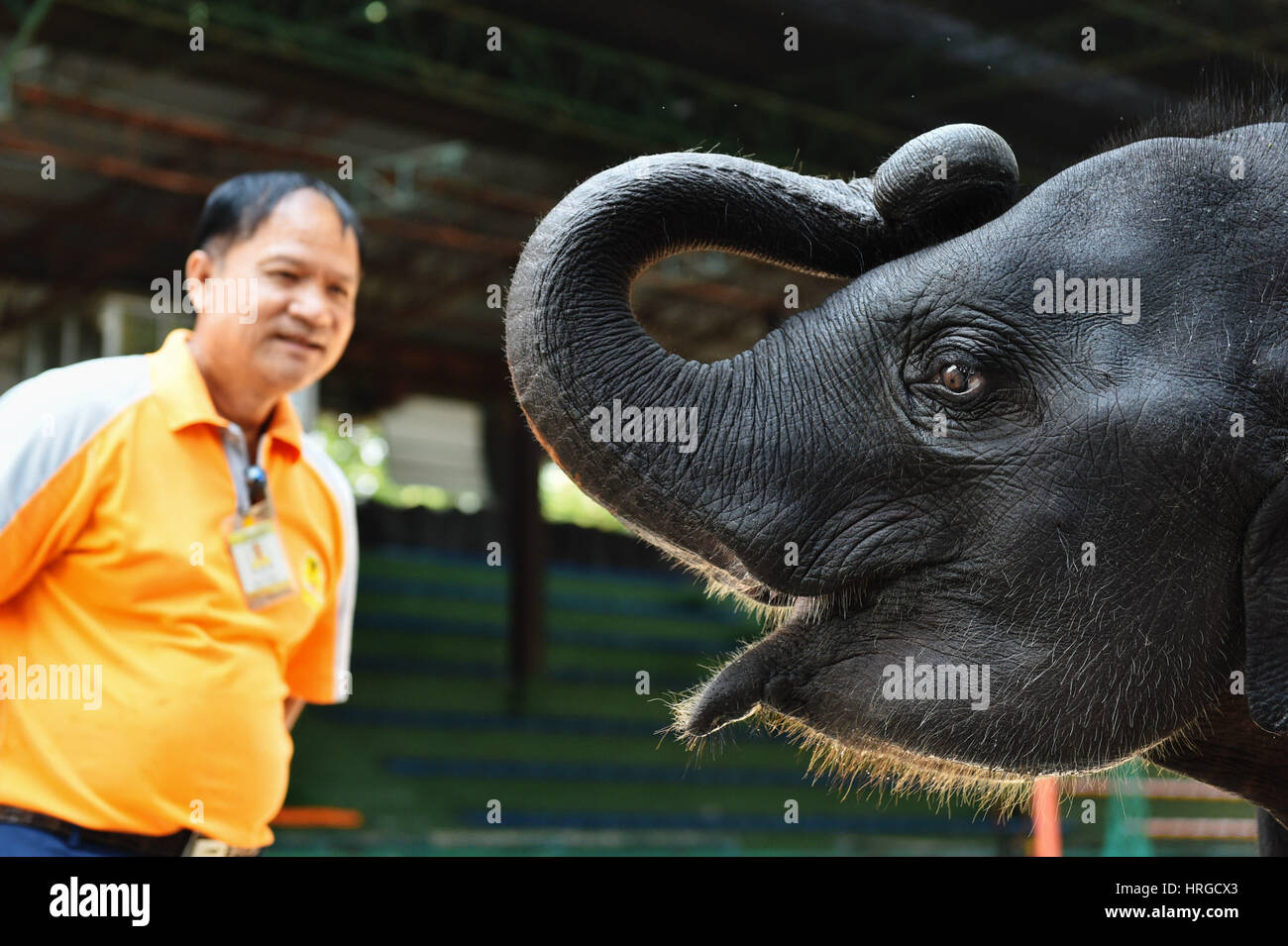 Chonburi. 1 Mar, 2017. Un mahout guarda dopo un elefante Asiatico cub in uno zoo in Tailandia centrale della provincia di Chonburi, 1 marzo 2017. In Thailandia, elefante-relativi intrattenimenti servire come un importante fonte di entrate del turismo. Sebbene elephant domesticazione è esistita per secoli, polemiche su abusi durante la formazione di elefante e prestazioni ancora verificarsi di volta in volta. Credito: Li Mangmang/Xinhua/Alamy Live News Foto Stock