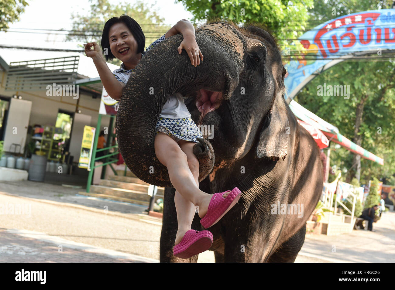 Chonburi. 1 Mar, 2017. Un elefante asiatico può contenere fino a turisti con il suo tronco in uno zoo in Tailandia centrale della provincia di Chonburi, 1 marzo 2017. In Thailandia, elefante-relativi intrattenimenti servire come un importante fonte di entrate del turismo. Sebbene elephant domesticazione è esistita per secoli, polemiche su abusi durante la formazione di elefante e prestazioni ancora verificarsi di volta in volta. Credito: Li Mangmang/Xinhua/Alamy Live News Foto Stock