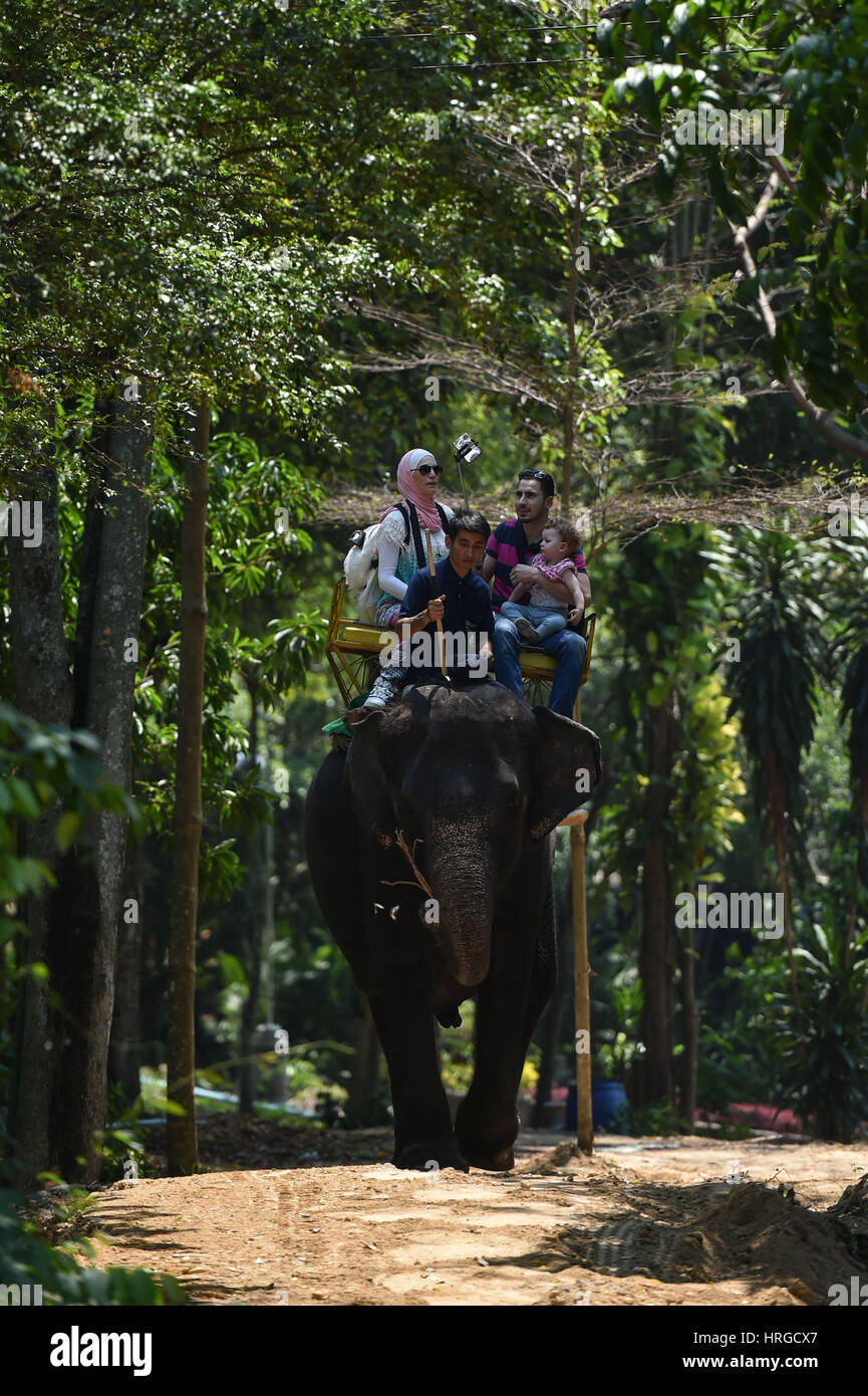 Chonburi. 1 Mar, 2017. Esperienza di turisti un elefante escursione in uno zoo in Tailandia centrale della provincia di Chonburi, 1 marzo 2017. In Thailandia, elefante-relativi intrattenimenti servire come un importante fonte di entrate del turismo. Sebbene elephant domesticazione è esistita per secoli, polemiche su abusi durante la formazione di elefante e prestazioni ancora verificarsi di volta in volta. Credito: Li Mangmang/Xinhua/Alamy Live News Foto Stock