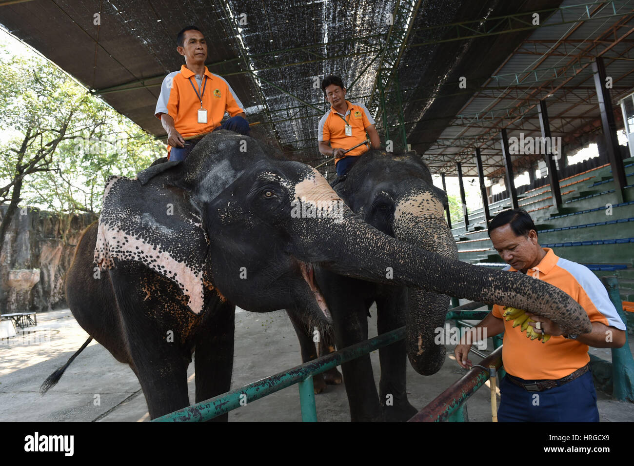 Chonburi. 1 Mar, 2017. Mahouts interagire con elefanti asiatici in uno zoo in Tailandia centrale della provincia di Chonburi, 1 marzo 2017. In Thailandia, elefante-relativi intrattenimenti servire come un importante fonte di entrate del turismo. Sebbene elephant domesticazione è esistita per secoli, polemiche su abusi durante la formazione di elefante e prestazioni ancora verificarsi di volta in volta. Credito: Li Mangmang/Xinhua/Alamy Live News Foto Stock