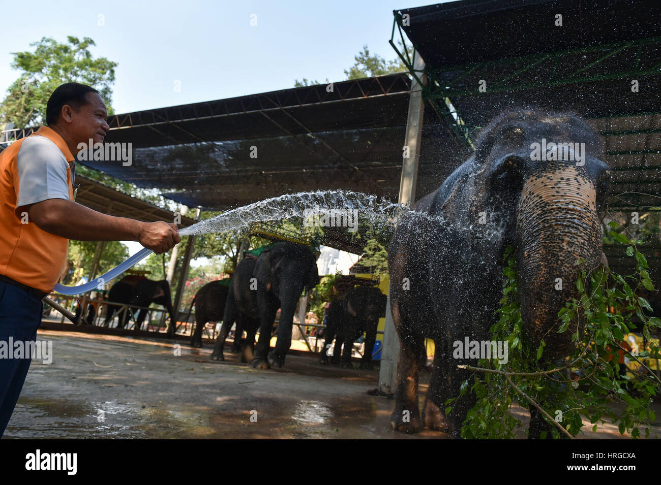 Chonburi. 1 Mar, 2017. Un mahout aiuta un elefante Asiatico prendere una doccia in uno zoo in Tailandia centrale della provincia di Chonburi, 1 marzo 2017. In Thailandia, elefante-relativi intrattenimenti servire come un importante fonte di entrate del turismo. Sebbene elephant domesticazione è esistita per secoli, polemiche su abusi durante la formazione di elefante e prestazioni ancora verificarsi di volta in volta. Credito: Li Mangmang/Xinhua/Alamy Live News Foto Stock