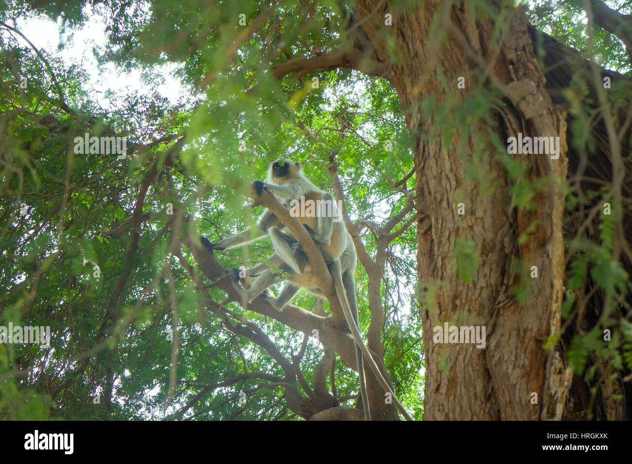 Flying soldati di dio scimmia Hanuman 1. Mazzetto di scimmie (entellus langur, hanuman langur, Presbytis entellus) ha ottenuto il branchy tree Foto Stock