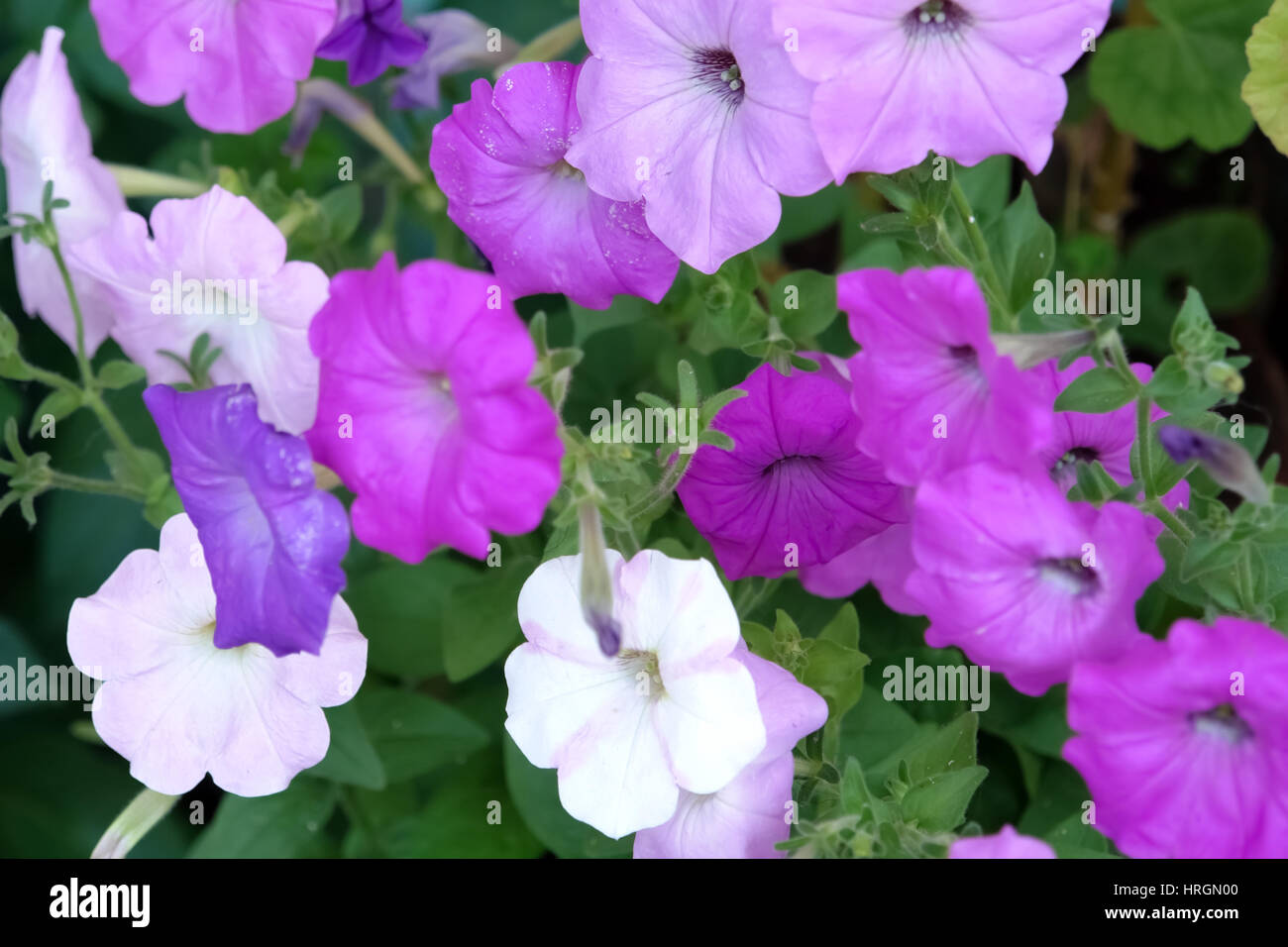 Fioritura viola nelle petunie in aiuola. Foto Stock