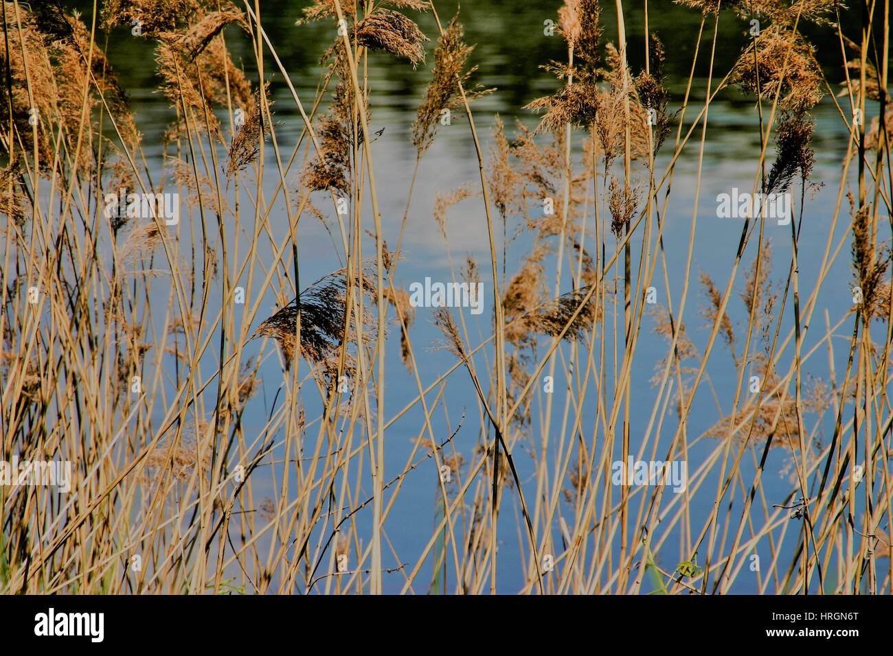 Erba di frumento circondano un laghetto Foto Stock