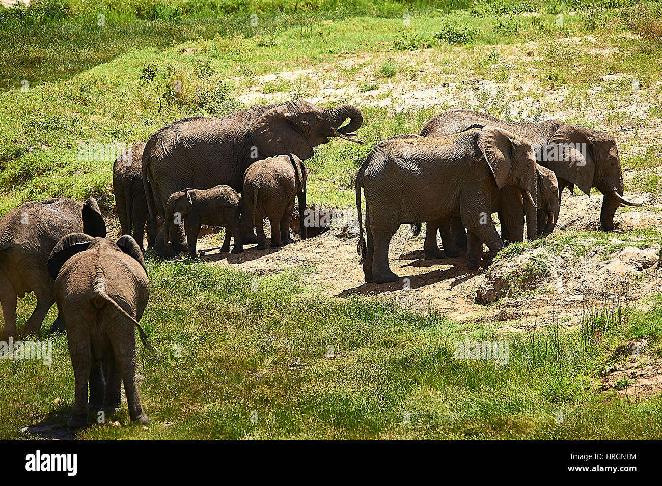 Gli elefanti di bere da sé piroga numerose pozze d'acqua Foto Stock